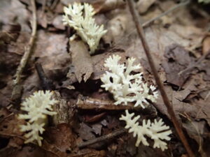 白いサンゴのようなキノコ