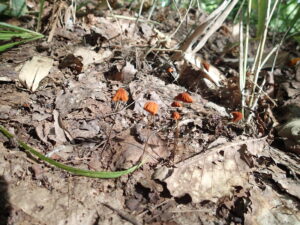 オレンジ色のキノコ