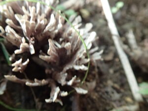 とげとげのキノコ