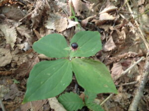 ツクバネソウの黒い果実