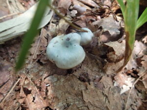 淡い青色のキノコ