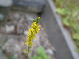 キンミズヒキの黄色い花