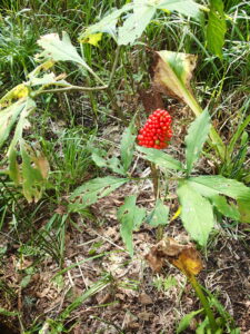 赤い粒々の果実