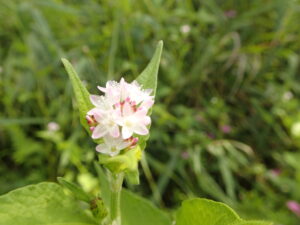 ミゾソバの淡い桃色の花