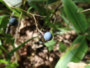 ルイヨウショウマの紺色の果実
