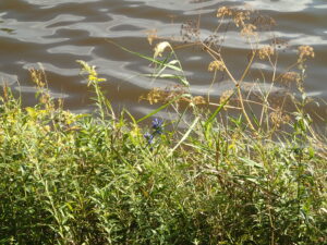 エゾリンドウの紫色の花