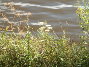 オオバセンキュウ