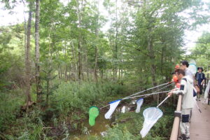 湿原でトンボを採る子供たち
