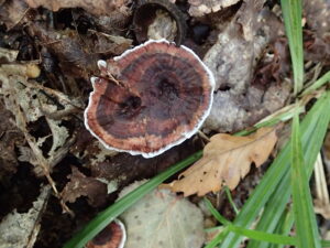 年輪の模様のキノコ