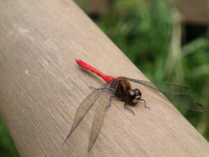 赤いトンボのマユタテアカネ