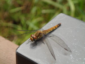 アキアカネのメス