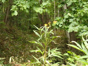 ハンゴンソウの黄色い花