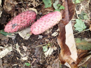 ホオノキの桃色の果実