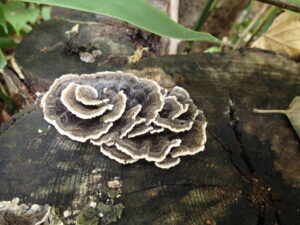 渦巻き模様のキノコ