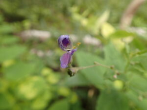 カリガネソウの紫色の花