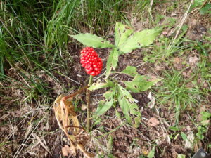 マムシグサの赤い果実