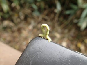 緑色のシャクトリムシ