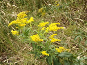 オオアワダチソウに黄色い花