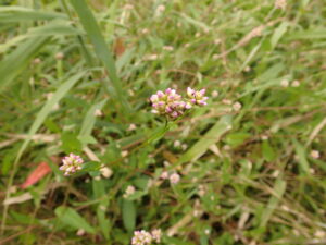 アキノウナギツカミの桃色のつぼみ