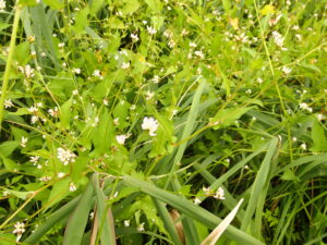 ミゾソバの淡い桃色の花