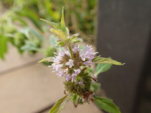 ハッカの薄紫色の花