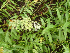 オオバセンキュウの白い花