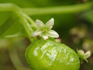 ミヤマニガウリの白い花