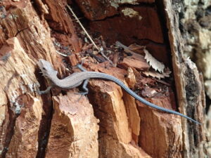 ニホンカナヘビ