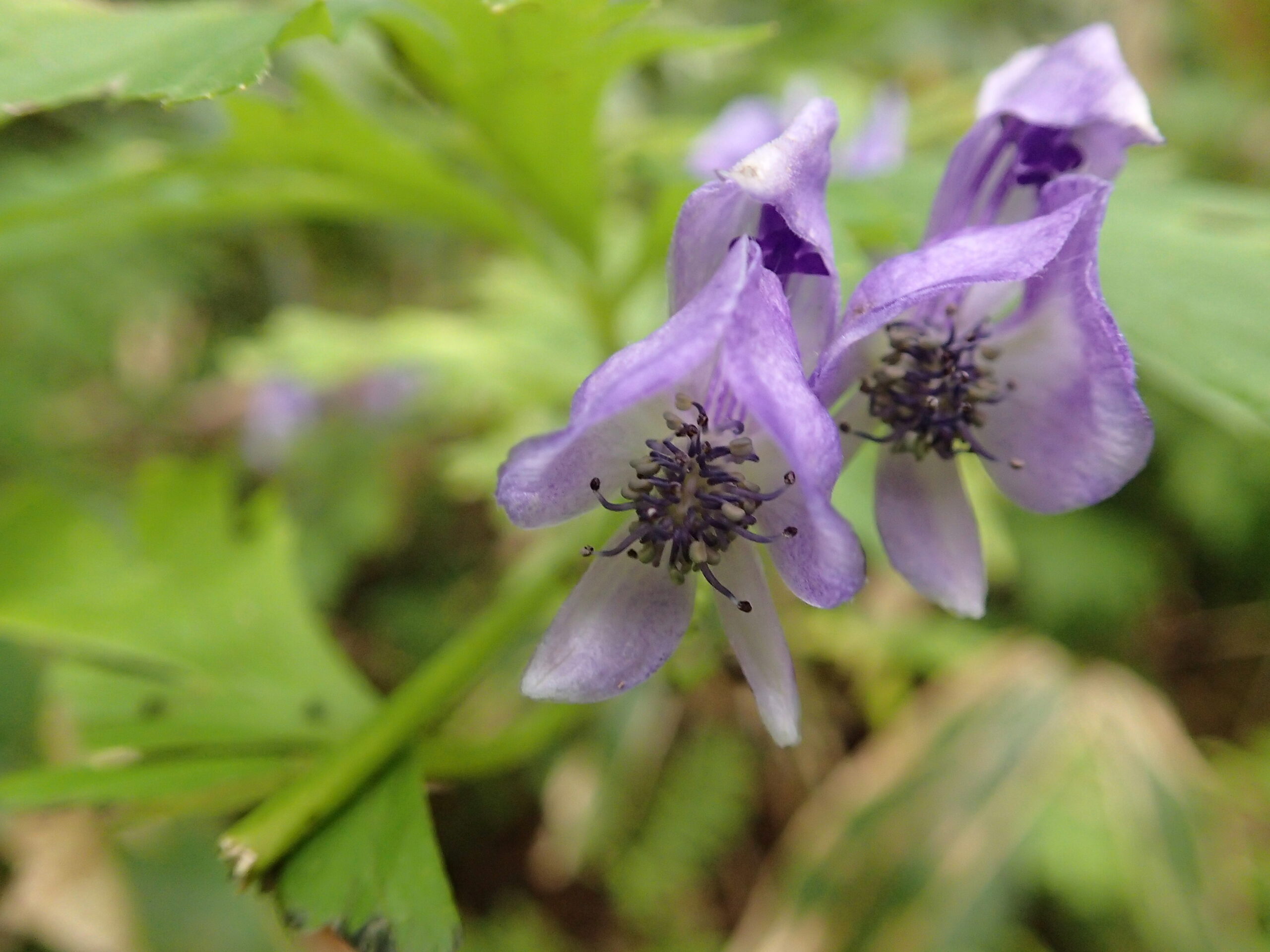 エゾトリカブトの紫色の花