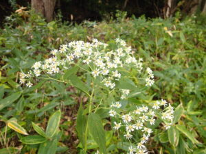 ゴマナの白い花