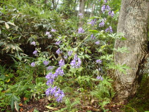 エゾトリカブトの紫色の花