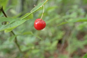 アクシバの赤い果実