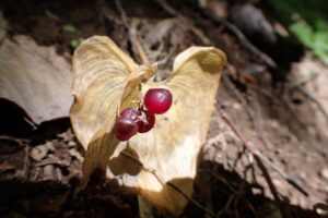 マイヅルソウの赤い果実