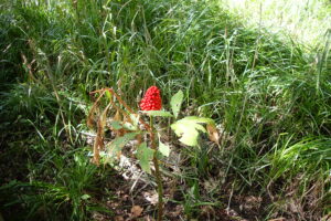 マムシグサの赤い果実