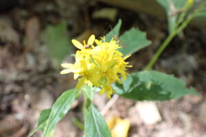 アキノキリンソウの黄色い花