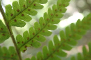 オシダのソーラス