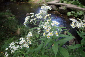 ゴマナの白い花