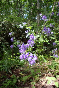 エゾトリカブトの紫色の花