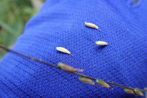 ハエドクソウの「ひっつきむし」