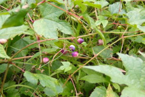 ノブドウの紫色の果実