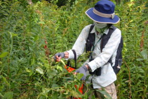 ボランティアのさんが解説している姿