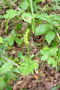 エゾフユノハナワラビ