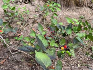 マルバノヤマホロシの赤い果実