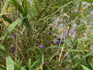 エゾリンドウの紫色の花