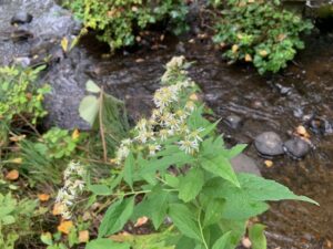 ゴマナの白い花