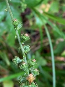 キンミズヒキのひっつきむし