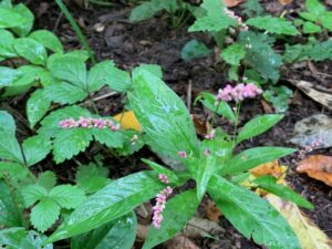 イヌタデの桃色の花