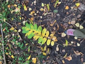 オニグルミの葉