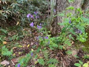 エゾトリカブトの紫色の花