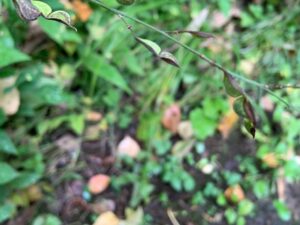 サングラスのような形のヤブハギの果実